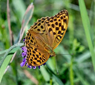 Silver-washed Fritillary