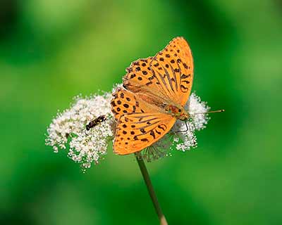 Silver-washed Fritillary