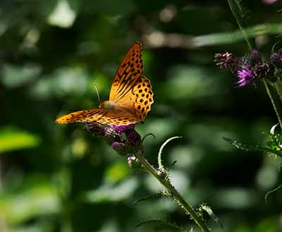 Silver-washed Fritillary