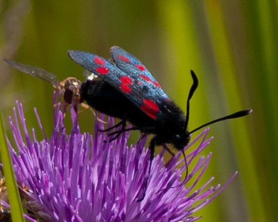 Six-spot Burnet