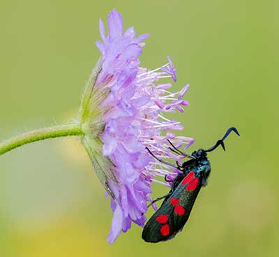 Six-spot Burnet