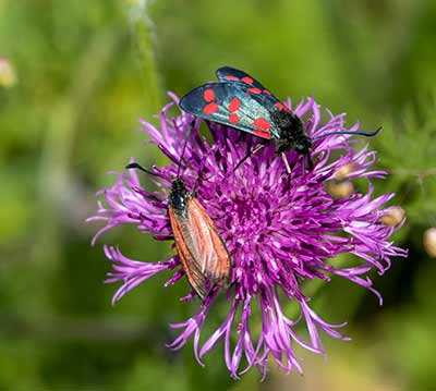 Six-spot Burnet