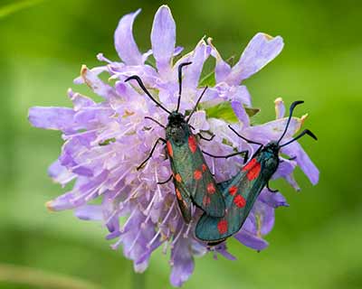 Six-spot Burnet