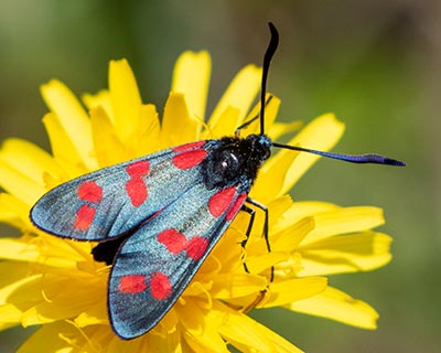 Six-spot Burnet