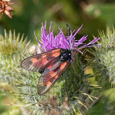 Six-spot Burnet