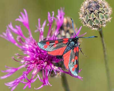 Six-spot Burnet