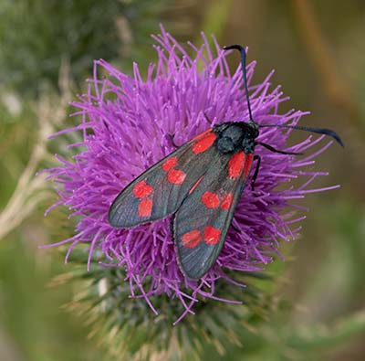 Six-spot Burnet