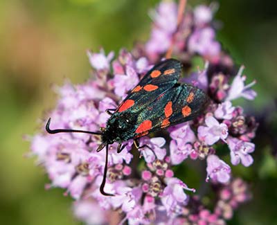 Six-spot Burnet