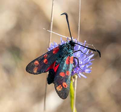 Six-spot Burnet