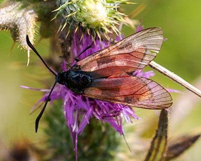 Smoky Moth sp.