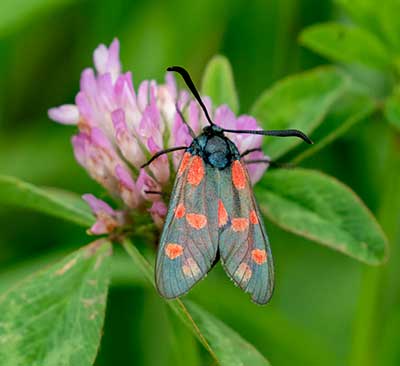 Six-spot Burnet