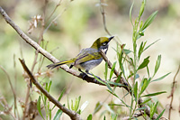 Slaty Vireo