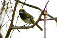 Slaty Vireo