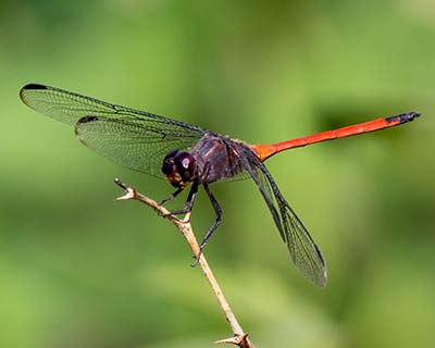Slender Skimmer