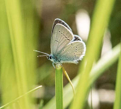 Small Blue