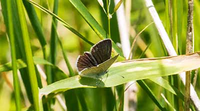 Small Blue