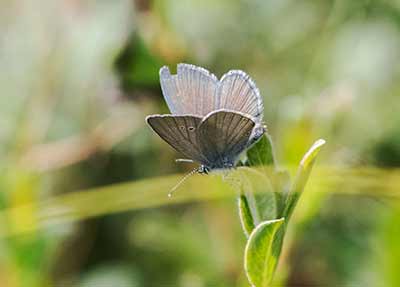 Small Blue