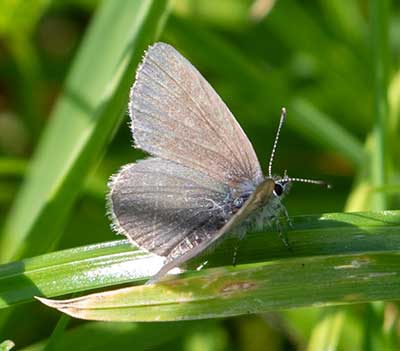 Small Blue