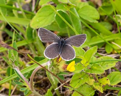 Small Blue
