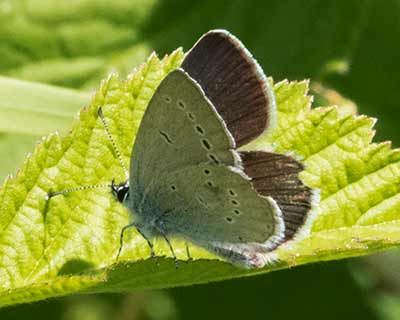 Small Blue
