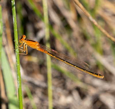 Small Bluetail
