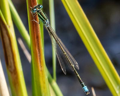 Small Bluetail