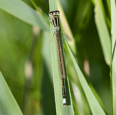 Small Bluetail