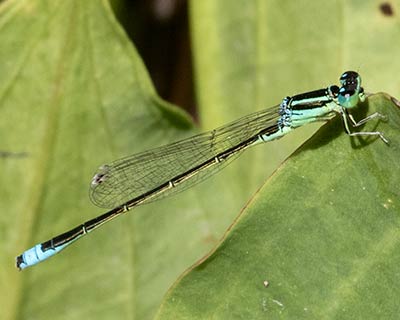 Lille Farvevandnymfe (Ischnura pumilio) [Travbaneparken, Denmark]