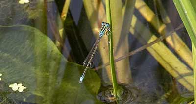 Lille Farvevandnymfe (Ischnura pumilio) [Travbaneparken, Denmark]