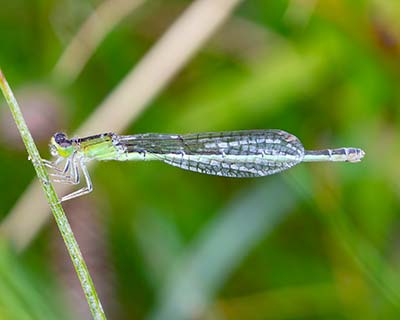 Small Bluetail