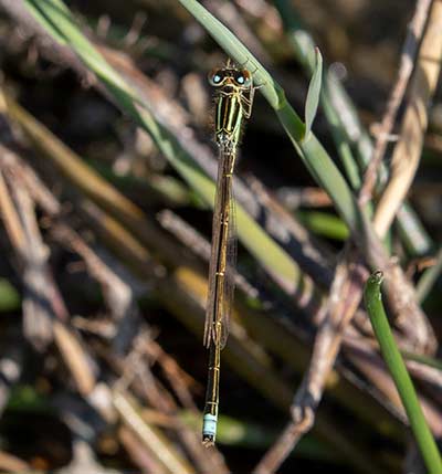 Small Bluetail