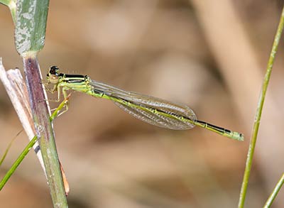 Small Bluetail