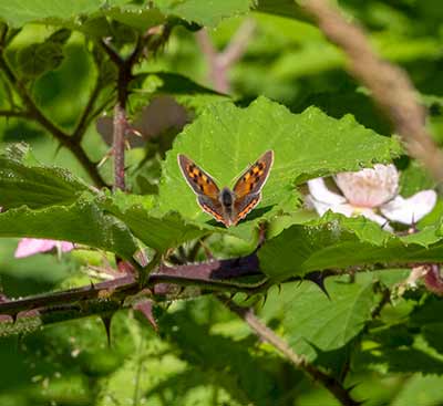 Small Copper