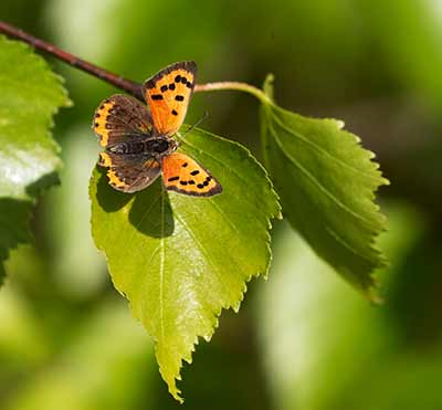 Small Copper