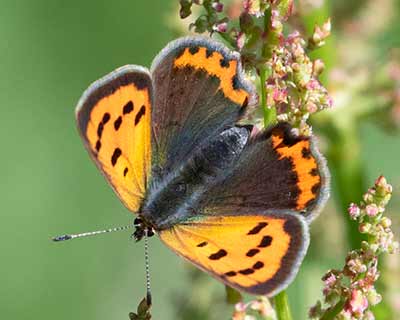 Small Copper