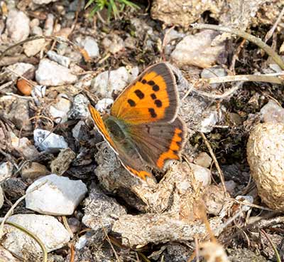 Small Copper