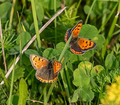 Small Copper