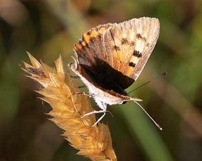 Small Copper