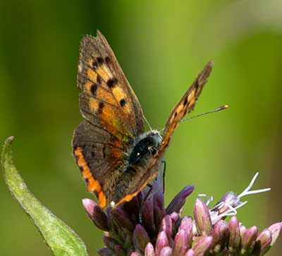 Small Copper