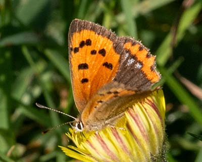 Small Copper
