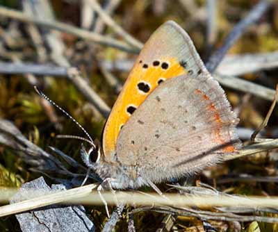 Small Copper