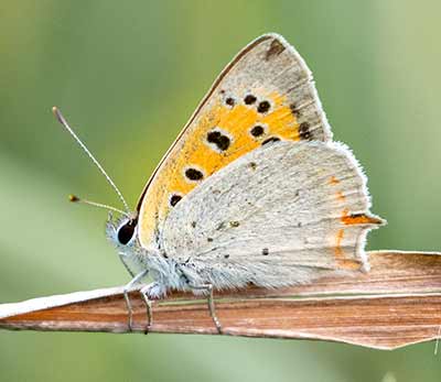 Small Copper