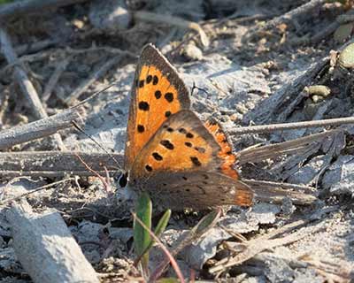 Small Copper