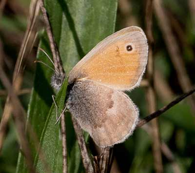 Small Heath