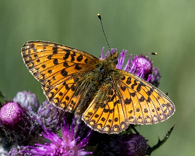 Small Pearl-bordered Fritillary