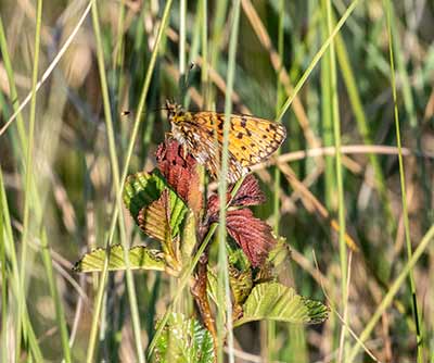 Small Pearl-bordered Fritillary