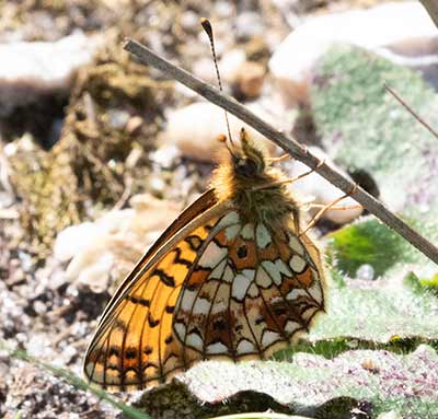 Small Pearl-bordered Fritillary