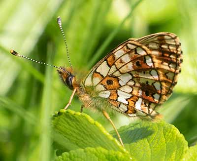 Small Pearl-bordered Fritillary
