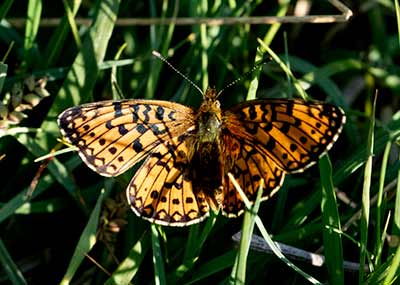 Small Pearl-bordered Fritillary