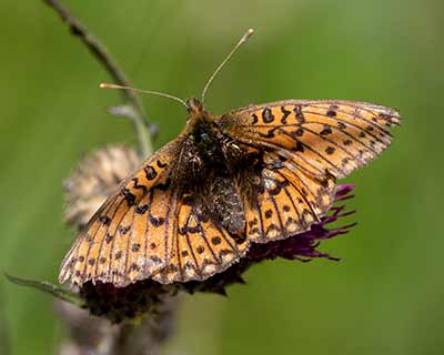 Small Pearl-bordered Fritillary